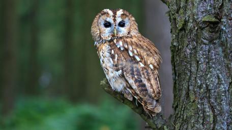 Majestic Owl in Serene Woodland Setting wallpaper