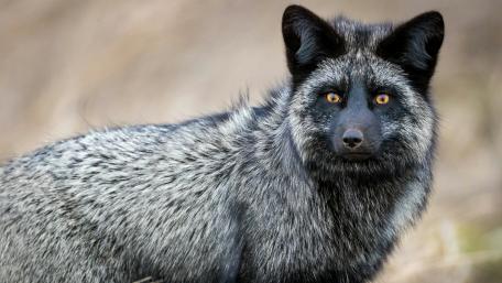 Silver fox wallpaper