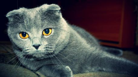 Charming Gray Cat Relaxing at Home wallpaper