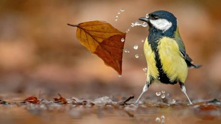 Charming Bird Enjoying Autumn Puddle Moment wallpaper