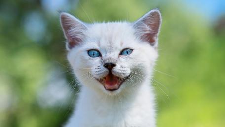 White Kitten with Mesmerizing Blue Eyes wallpaper