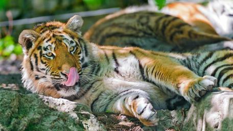 Majestic Tiger Relaxing in the Wild wallpaper
