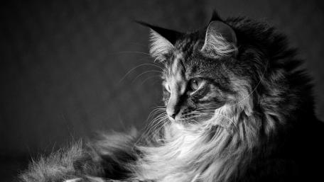 Majestic Maine Coon in Monochrome wallpaper