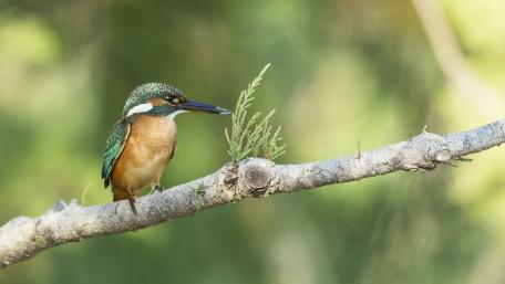Kingfisher wallpaper