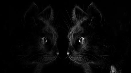 Mystical Black Cat Reflection wallpaper