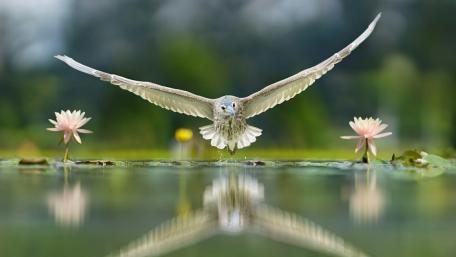 Graceful Flight Over Tranquil Waters wallpaper