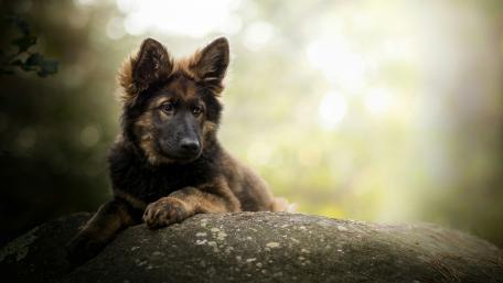 King Shepherd dog wallpaper