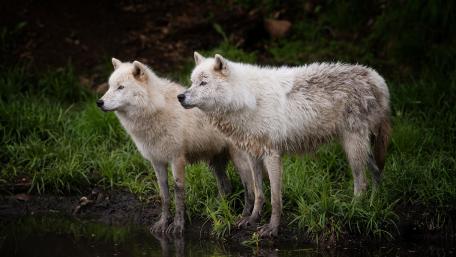Alaskan tundra wolf wallpaper