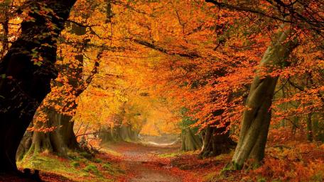 Autumn leaf color wallpaper