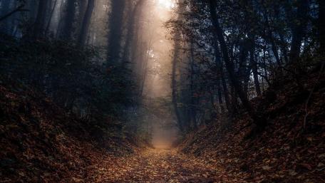 Foggy morning forest wallpaper