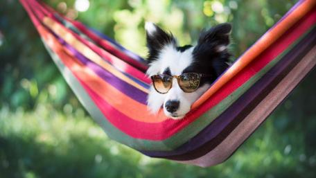 Cool Dog Relaxing in a Colorful Hammock Among Nature wallpaper