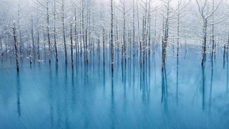 Swamp Winter wallpaper
