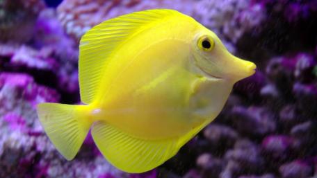 Vibrant Yellow Fish in Coral Reef wallpaper