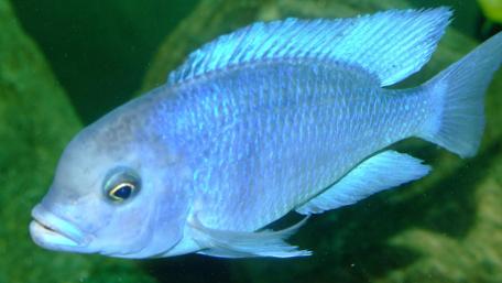 Majestic Blue Underwater Fish Swimming Gracefully wallpaper