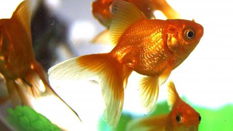 Golden Fish Gliding in Aquatic Harmony wallpaper