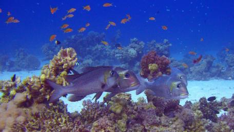 Beneath the Waves Colorful Coral Reef Life wallpaper
