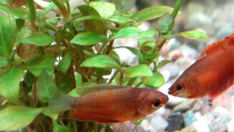 Vibrant Freshwater Fish in Aquatic Paradise wallpaper