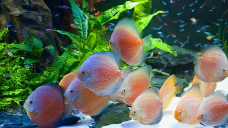 Colorful Freshwater Aquarium Serenity wallpaper