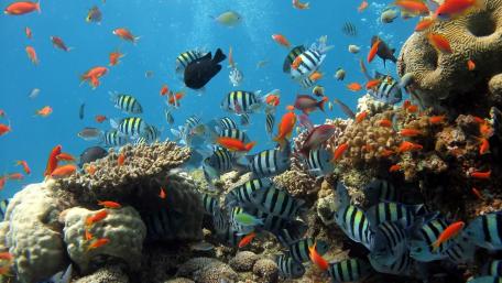 Under the sea wallpaper