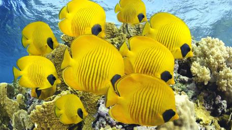 Vibrant Yellow Fish in Coral Paradise wallpaper