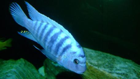 Vibrant Blue Fish in Underwater Habitat wallpaper