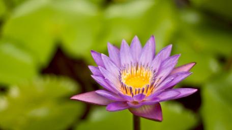 Elegant Purple Lotus Flower in Bloom wallpaper