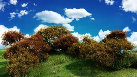 Autumn bushes wallpaper