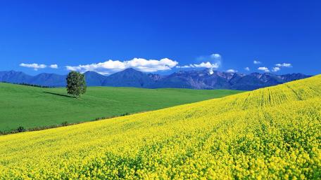 Rape flowers sea wallpaper