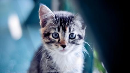 Charming Blue-Eyed Kitten in Focus wallpaper