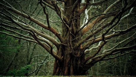 Giant old tree wallpaper