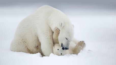 Tender Polar Bear Family Moment wallpaper