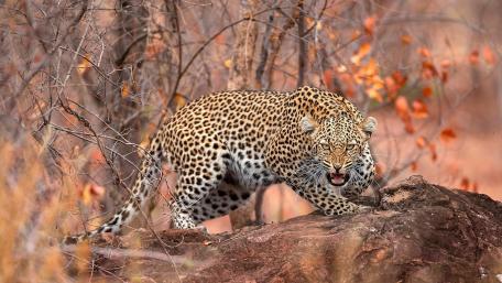 Majestic Leopard Camouflaged in Autumn Landscape wallpaper