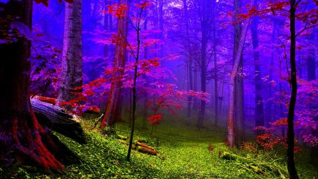 Enchanted Autumn Forest at Dusk wallpaper
