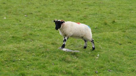 Charming Sheep in Scottish Pasture Scene wallpaper