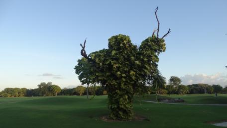 Majestic Tree in a Serene Landscape wallpaper