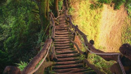 Wood bridge in the forest wallpaper