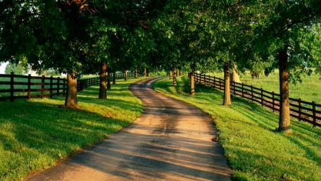 Winding Pathway Through Tree-Lined Sanctuary wallpaper