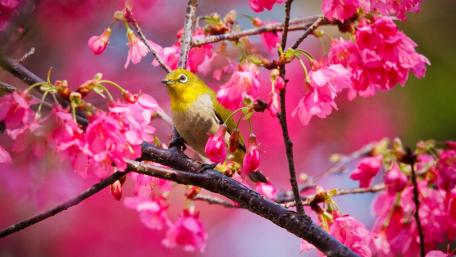 Charming Bird Among Blossoming Pink Flowers wallpaper
