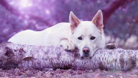 White dog with a trunk wallpaper