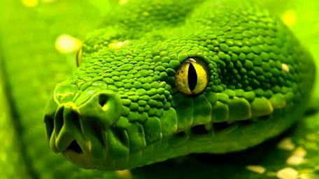 Green mamba wallpaper