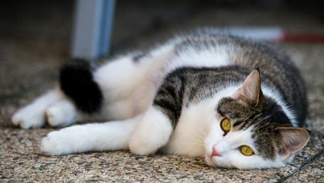 Elegant Cat Relaxing on a Sunny Day wallpaper