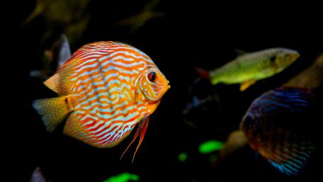 Tropical fishes in the aquarium wallpaper