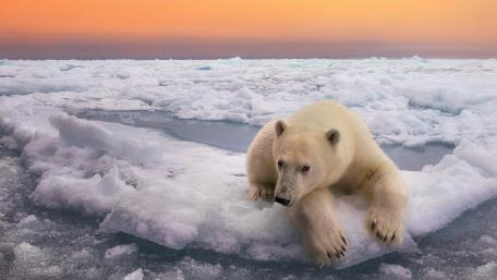 Polar bear in Svalbard wallpaper