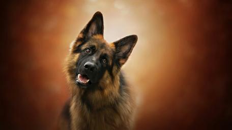 Graceful German Shepherd Portrait wallpaper