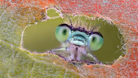 Pest macro photography wallpaper