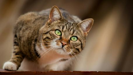 Curious Cat with Striking Green Eyes wallpaper
