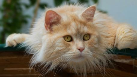 Elegant Long-Haired Cat Close-Up Wallpaper wallpaper