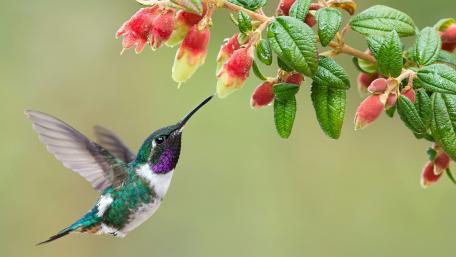 White-bellied woodstar wallpaper