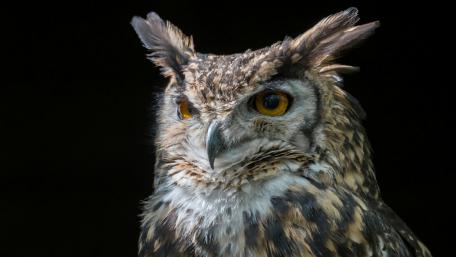 Majestic Gaze of an Eagle Owl wallpaper