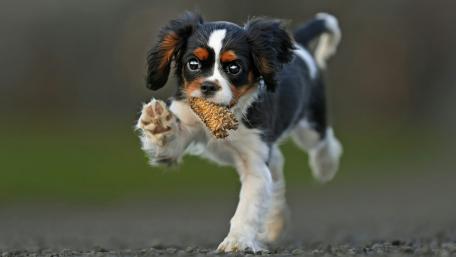 Cavalier King Charles Spaniel in Action wallpaper